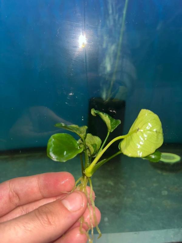 Bitki L307 Anubias barteri var nana (petite)  - Image 1