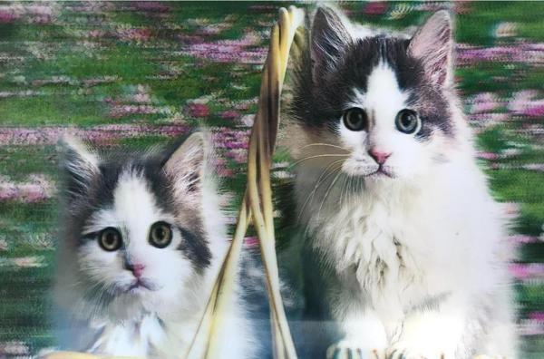 5D Elmas Boyama  Mli Kediler İKili Kedi Resmi Tablosu 40X60 Cm - Image 1