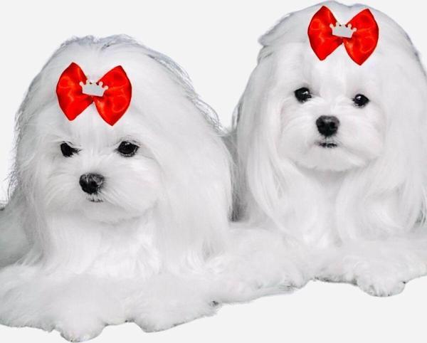 Hubjua Royal Kırmızı Fiyonk Köpek Tokası Lastikli 2 Adet Lüx Şık Tasarım - Image 1