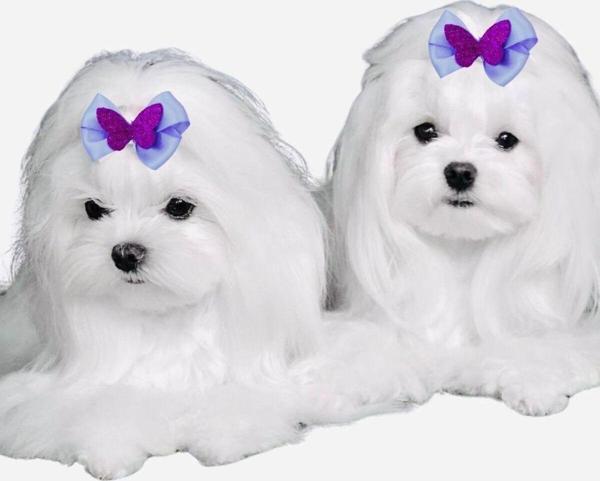 Hubjua Royal Fiyonk Köpek Tokası 2 Adet Kelebek Model Mor Lüx Aksesuar Lastikli - Image 1