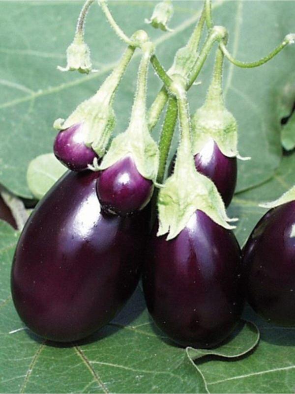 Alpagro Monde Doğal Patlıcan Adana Dolma Sebze Tohumu 100 Ad. Yerli Tohum - Image 1