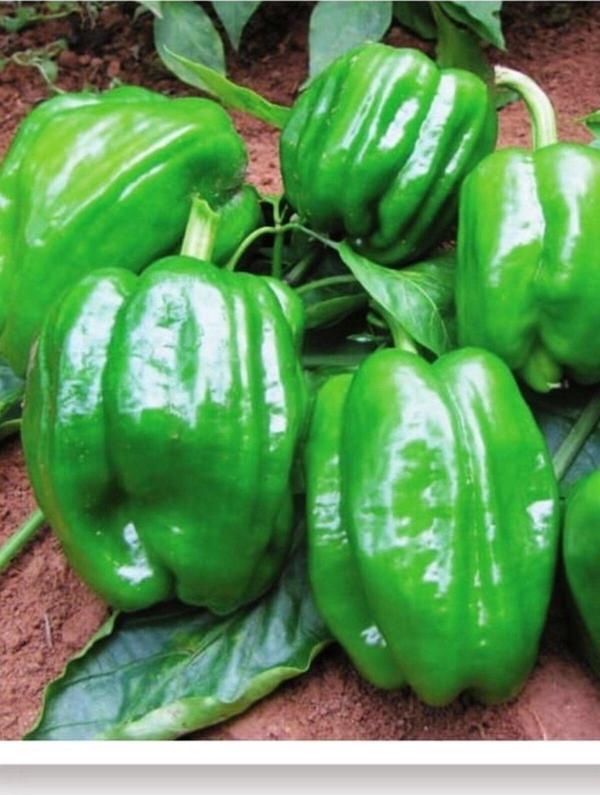 Agrodal Tarım Ata Tohumu Yöresel Yerli Doğal Acı Dolma Biber Antep 1000 Adet Tohum - Image 1