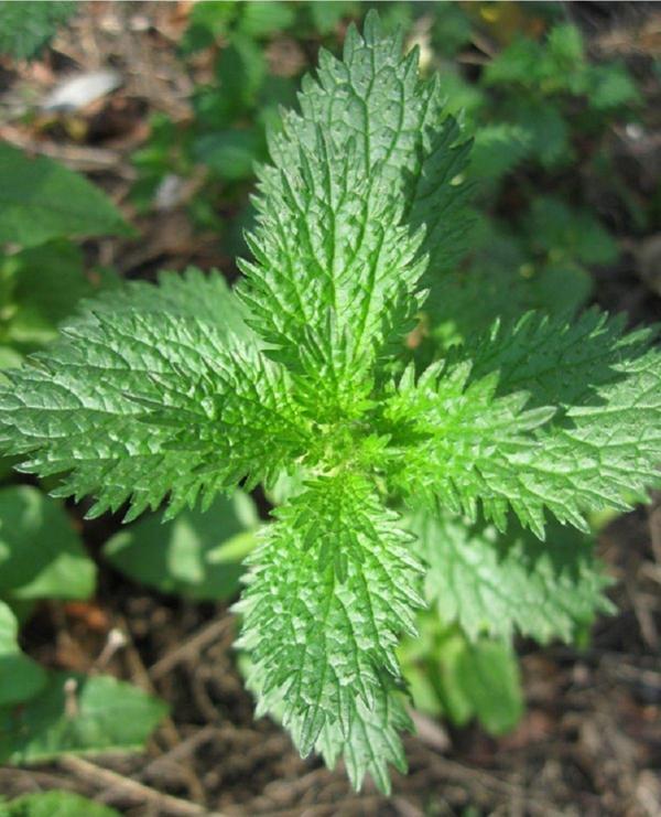 Agrodal Tarım Isırgan Otu Tohumu Yerli Doğal İlaçsız 10 Gram - Image 1