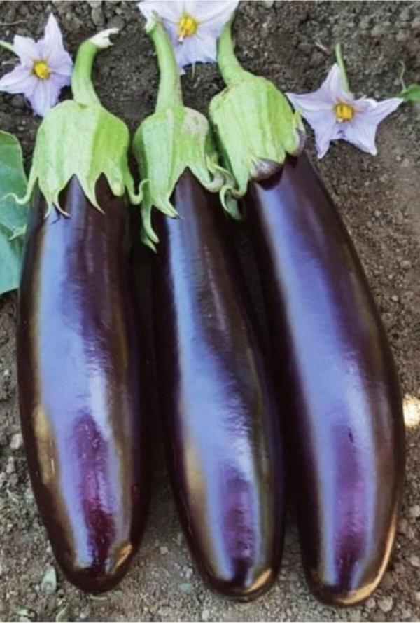 Agrodal Tarım Ata Tohumu Yöresel Yerli Doğal Kemer Patlıcan Tohumu 1000 Adet Tohum - Image 1