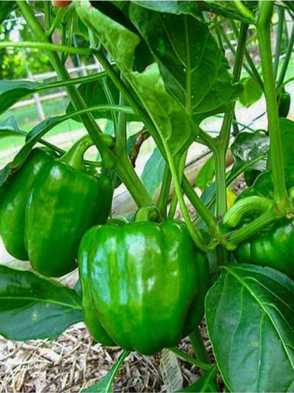 Agrodal Tarım Ata Tohumu Yerli Doğal Antep Acı Dolma Biberi Canan 100 Ad. Sebze Tohumu - Image 1