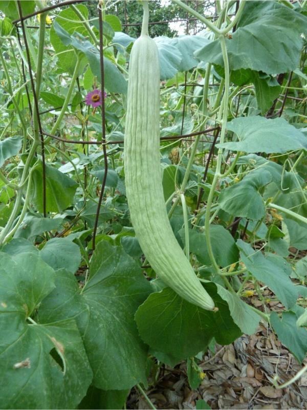 Alpagro Monde Doğal Turşuluk Ömerli Acuru Sebze Tohumu 100 Ad. Yerli Tohum - Image 1