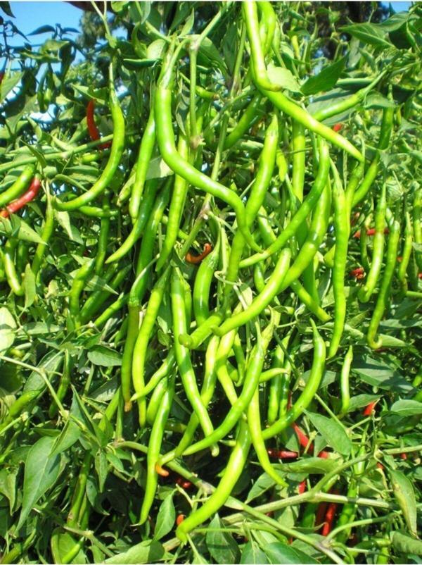 Alpagro Monde Doğal Sivri Biber Sebze Tohumu Tatlı Kıl 100 Ad. Yerli Tohum - Image 1