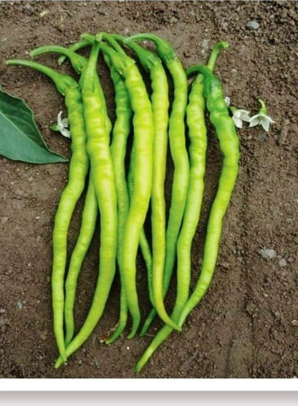 Agrodal Tarım Ata Tohumu Yerli Doğal Sivri Biber Acı Kıl 1000 Adet Tohum - Image 1