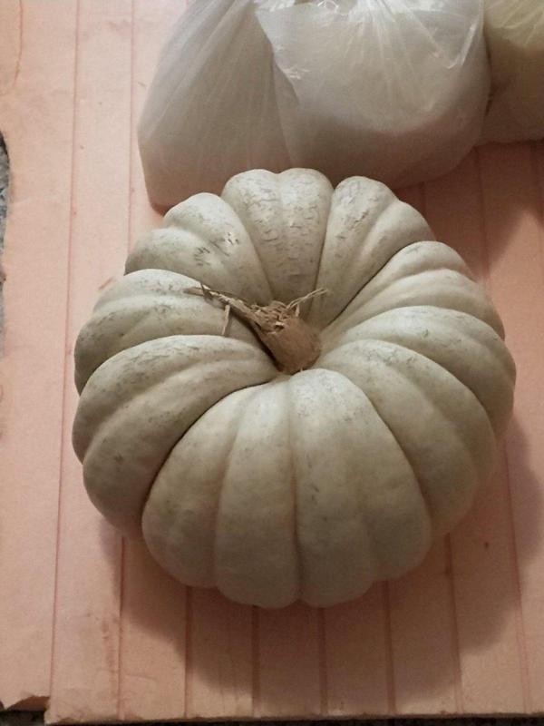 Agrodal Tarım Ata Tohumu Yerli Doğal Kışlık Balkabağı 20 Ad. Sebze Tohumu - Image 1