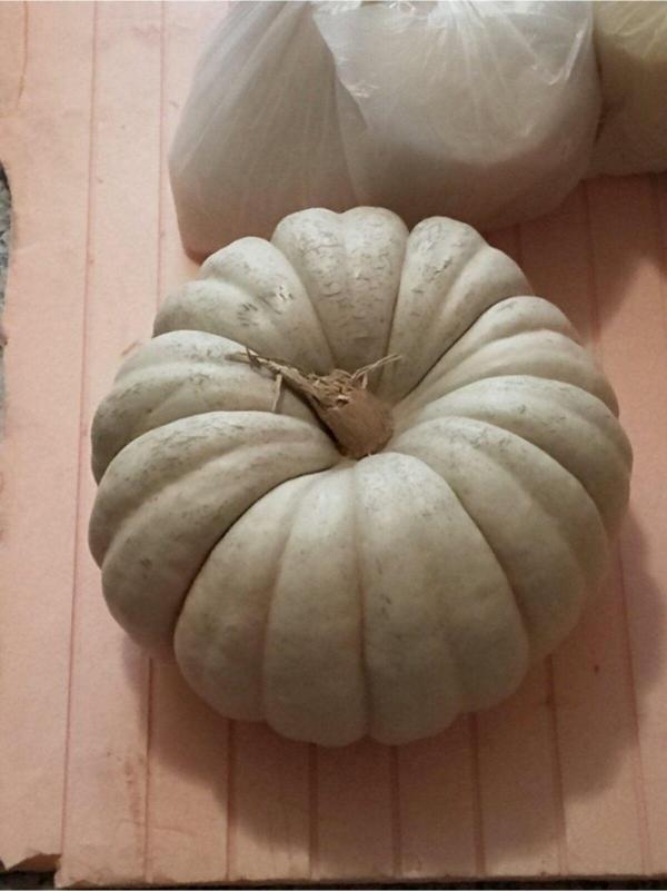 Alpagro Monde Doğal Kışlık Balkabağı Sebze Tohumu 10 Ad. Yerli Tohum - Image 1