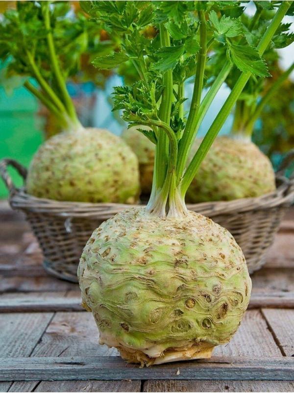 Agrodal Tarım Ata Tohumu Yerli Doğal Anadolu Kök Kerevizi Tohumu 100 Ad. Sebze Tohumu - Image 1