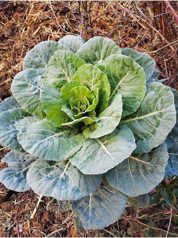 Agrodal Tarım Yöresel Ata Tohumu Yerli Doğal Meşhur Karadeniz Lahanası Kara Yaprak Lahana 100 Ad. Tohum - Image 1