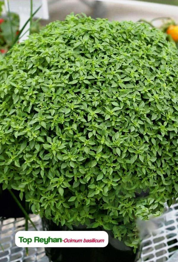 Agrodal Tarım Top Reyhan/Top Fesleğen Çiçeği Tohumu 100 Adet Tohum - Image 1