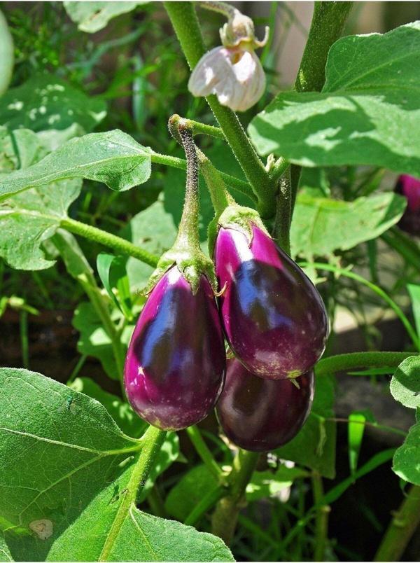 Agrodal Tarım Ata Tohumu Yerli Doğal Patlıcan Antep Dolma 100 Ad. Sebze Tohumu - Image 1