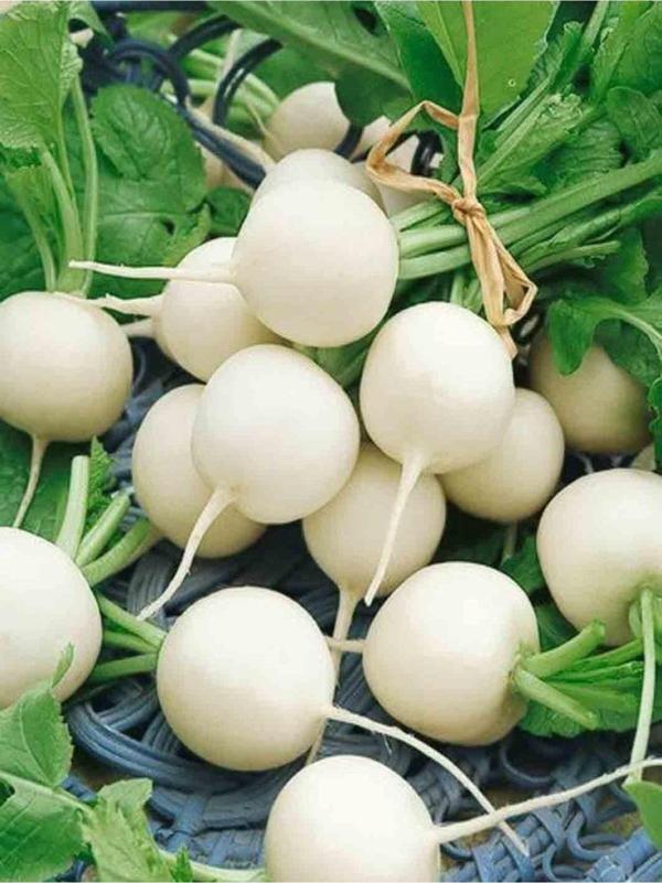Agrodal Tarım Ata Tohumu Yerli Doğal Beyaz Turp Tohumu 100 Ad. Sebze Tohumu - Image 1