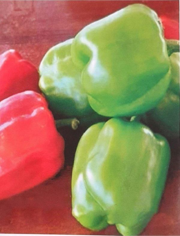 Agrodal Tarım Ata Tohumu Yerli Yöresel Doğal Biber Acı Dolma 500 Ad Tohum - Image 1