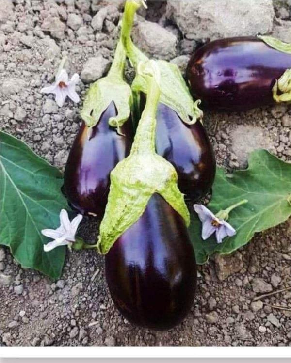 Agrodal Tarım Ata Tohumu Yerli Adana Patlıcanı 1000 Adet Doğal Tohum - Image 1