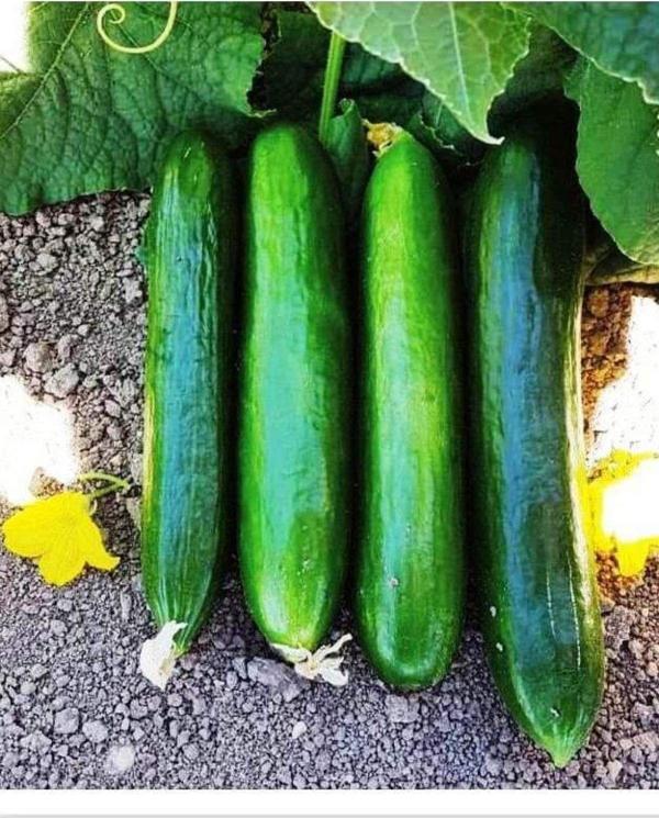 Agrodal Tarım Yüksek Verimli Hibrit Hıyar Oturak Salatalık Tohumu Bediz-F1 30 Adet Tohum - Image 1