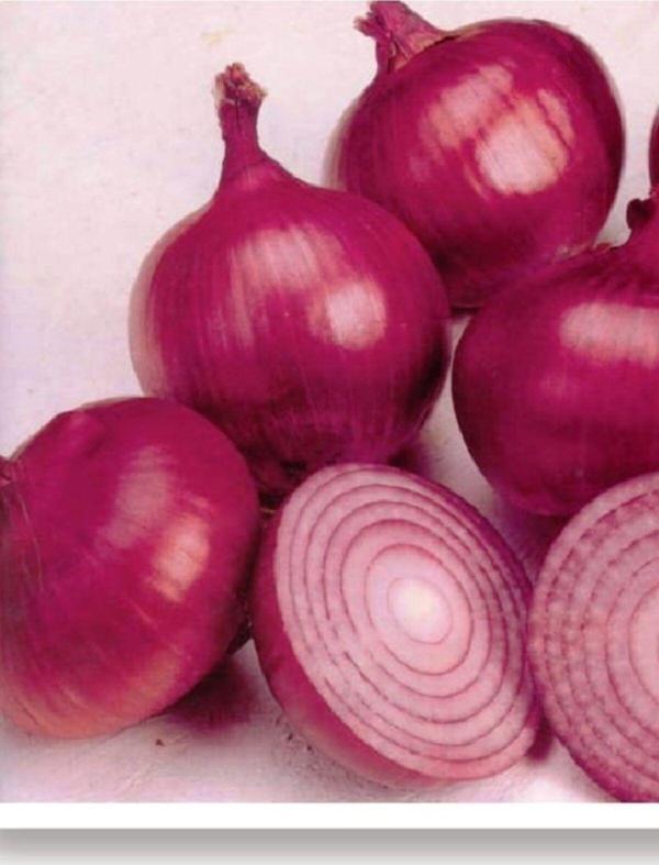 Agrodal Tarım Ata Tohumu Çorum Yerli Doğal Mor Soğan Ata 1000 Adet Tohum - Image 1