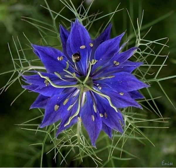 Agrodal Tarım Çörekotu Çiçeği Tohumu - Image 1