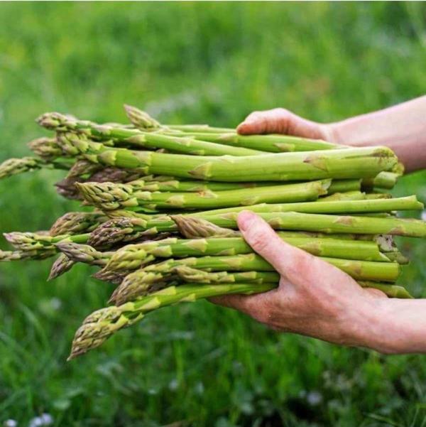 Agrodal Tarım Ata Tohumu Yerli Doğal Kuşkonmaz Tohumu Asparagus 40 Adet Tohum - Image 1