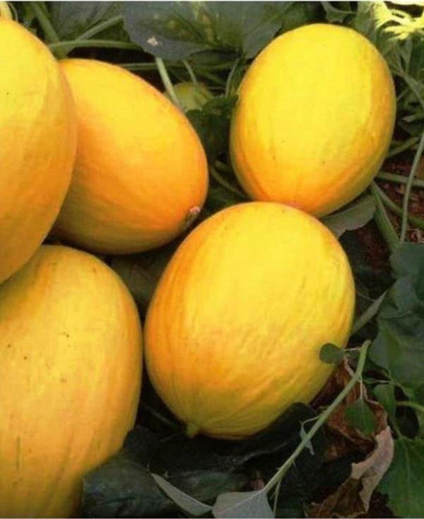 Agrodal Tarım Ata Tohumu Yerli Doğal Kışlık Tatlı Kavun Sarıkaya 100 Adet Tohum - Image 1