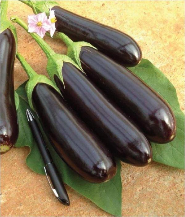 Agrodal Tarım Ata Tohumu Yöresel Yerli Doğal Patlıcan Aydın Siyahı 100 Adet Tohum - Image 1