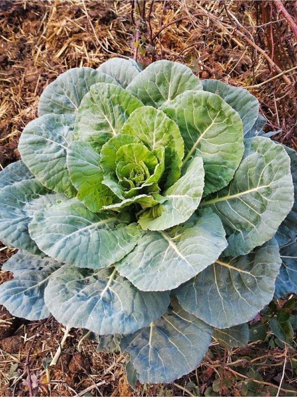 Alpagro Monde Yerli Doğal Yöresel Meşhur Karadeniz Lahanası Kara Lahana Tohumu 100 Ad. Tohum - Image 1