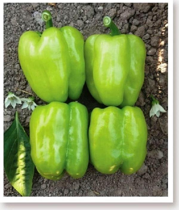 Agrodal Tarım Ata Tohumu Doğal Tatlı Kandil Dolma Biberi Dolmalık Biber 1000 Adet Yerli Tohum - Image 1