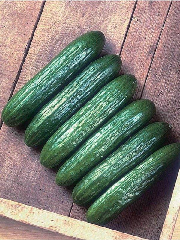 Agrodal Tarım Ata Tohumu Yerli Doğal Taze Salatalık Hıyar Tohumu Beith Alpha Tipi 100 Ad. Sebze Tohumu - Image 1