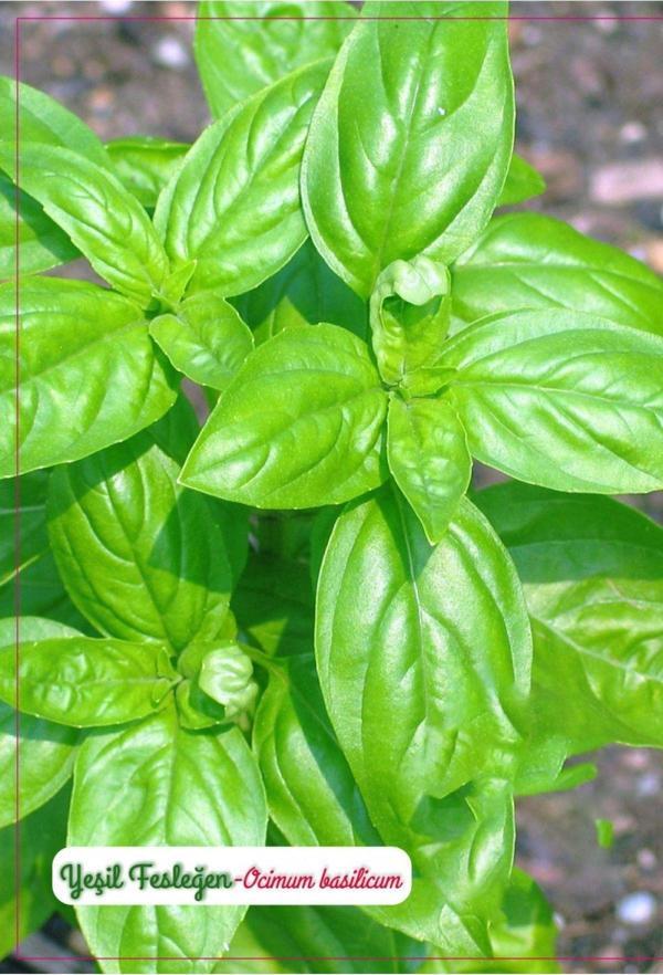 Agrodal Tarım Yeşil Fesleğen (Geniş Yaprak) Çiçeği Tohumu - Image 1