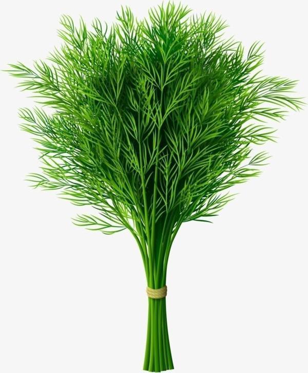 Agrodal Tarım Ata Tohumu Yerli Doğal Yeşillik Dereotu Tohumu 1000 Ad. Sebze Tohumu - Image 1