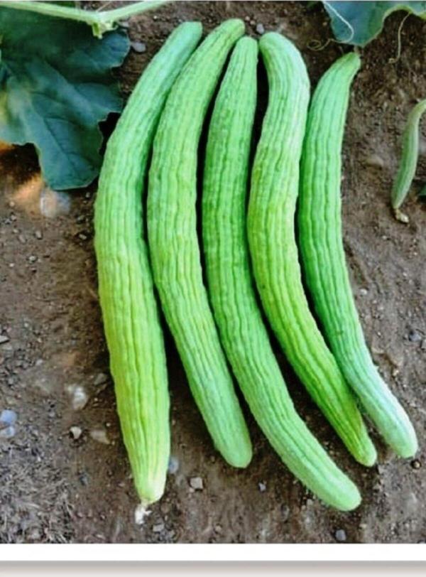 Agrodal Tarım Ata Tohumu Yerli Hıta Turşuluk Acur Köy Tipi 100 Adet Doğal Tohum - Image 1