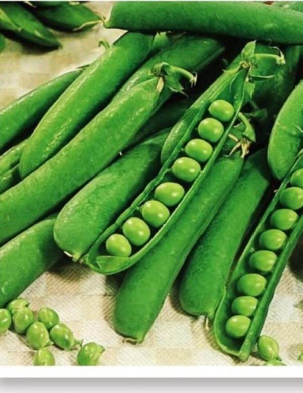 Agrodal Tarım Ata Tohumu Yerli Bezelye 50 Adet Doğal Tohum - Image 1