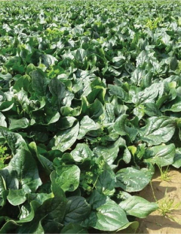 Agrodal Tarım Ata Tohumu Yerli Doğal Ispanak Tohumu 500 Adet Tohum - Image 1
