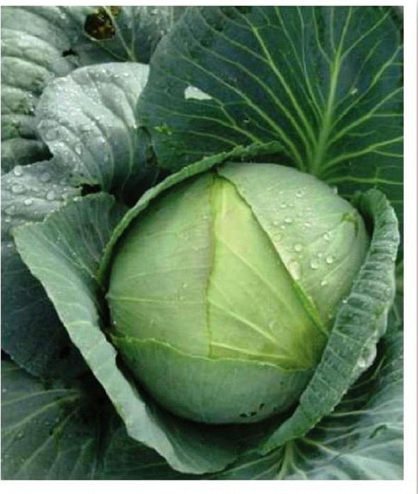 Agrodal Tarım Ata Tohumu Yerli Doğal Yalova Lahanası 100 Adet Tohum - Image 1