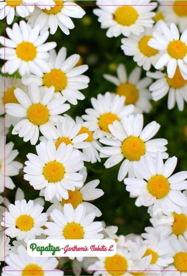 Agrodal Tarım Papatya Çiçeği Tohumu - Image 1