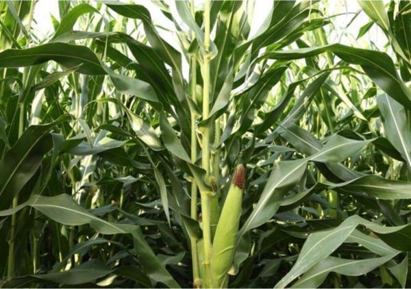 Agrodal Tarım Yüksek Boylu Danelik Mısır Haşlama Közleme 50 Adet Tohum - Image 1