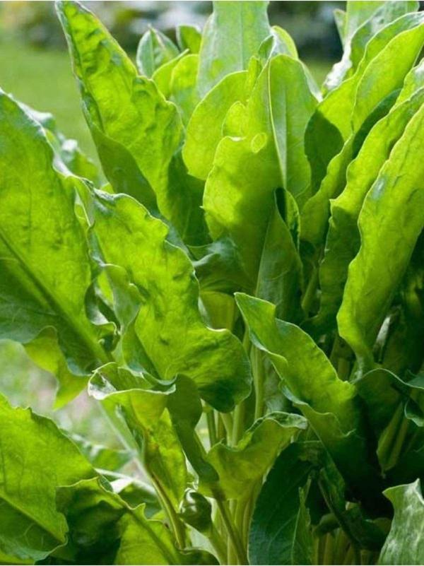 Agrodal Tarım Ata Tohumu Yerli Doğal Ekşili Ot Kuzukulağı 1000 Ad. Sebze Tohumu - Image 1