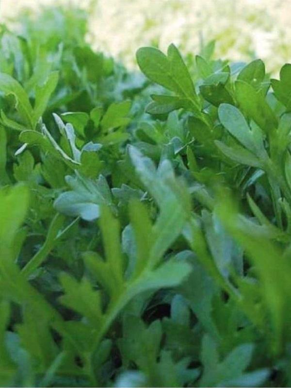 Alpagro Monde Doğal Yeşillik Kıl Tere Sebze Tohumu 1000 Ad. Yerli Tohum - Image 1