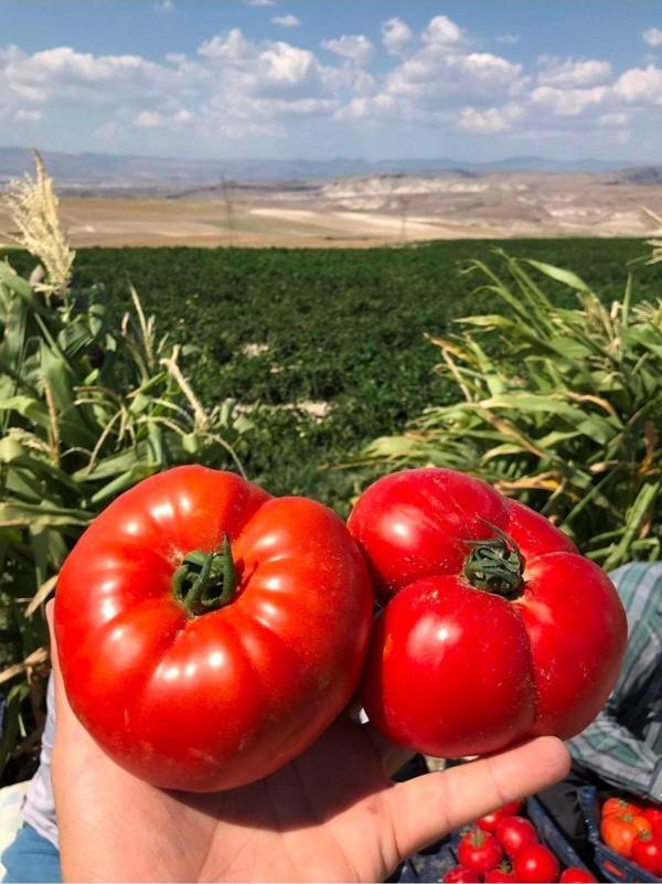 Agrodal Tarım Ata Tohumu Yerli Doğal Oturak Dilimli Köy Domatesi 100 Ad. Sebze Tohumu - Image 1