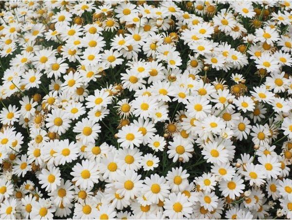 Agrodal Tarım Süs Papatyası Çiçeği Tohumu - Image 1