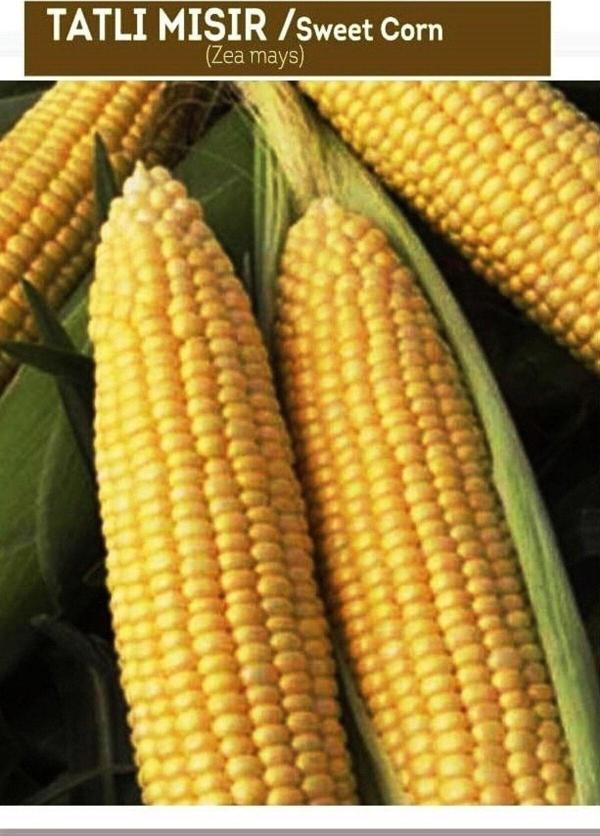 Agrodal Tarım Sweetcorn Tatlı Mısır Bardakta Mısır Tohumu 50 Adet Tohum - Image 1