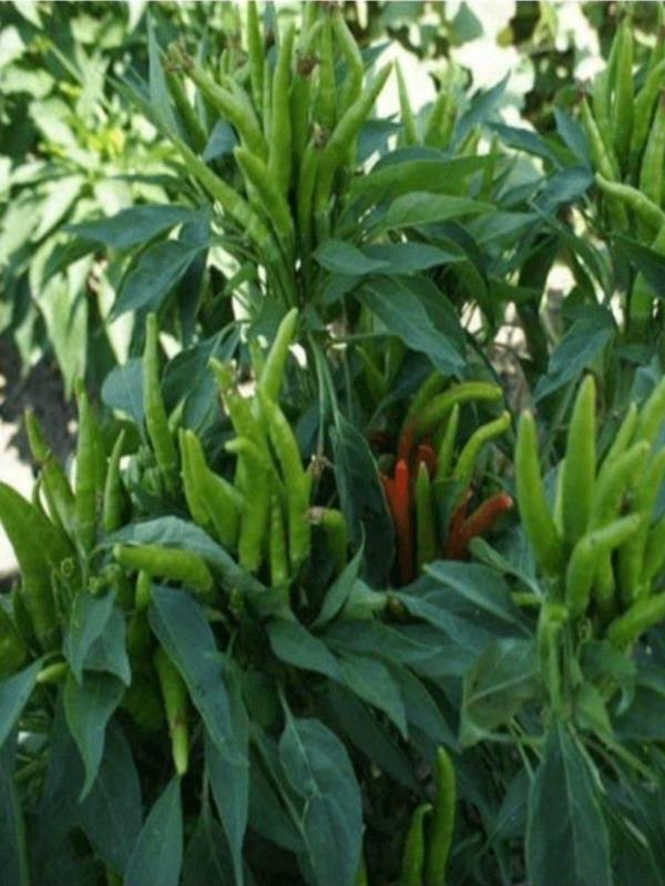 Agrodal Tarım Ata Tohumu Yerli Doğal Acı Cin Biberi Tohumu Yukarıbakan 100 Ad. Sebze Tohumu - Image 1