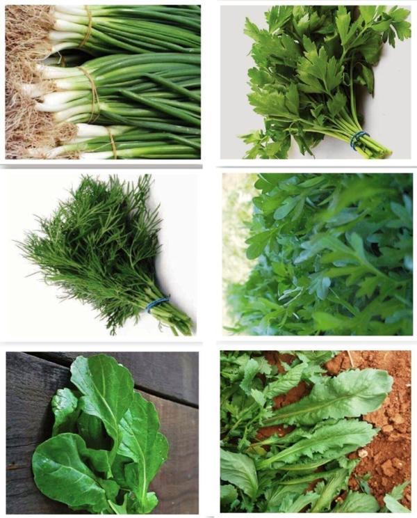 Agrodal Tarım Karışık Yeşillik Sebze Seti Tohumları 6 Çeşit Sebze Biner Adet - Image 1