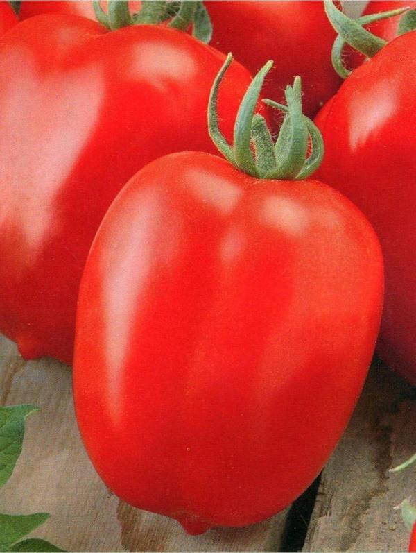 Agrodal Tarım Ata Tohumu Yerli Doğal Sanayi Tipi Oturak Bursa Domatesi 100 Ad. Sebze Tohumu - Image 1