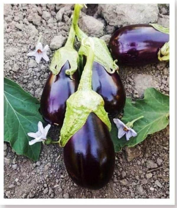 Agrodal Tarım Ata Tohumu Yöresel Doğal Yerli Dolmalık Topak Patlıcan Adana 100 Ad Tohum - Image 1