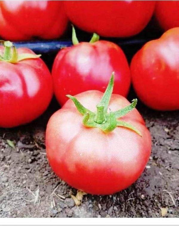 Agrodal Tarım Ata Tohumu Yerli Doğal Oturak Pembe Domates Samira 100 Adet Tohum - Image 1