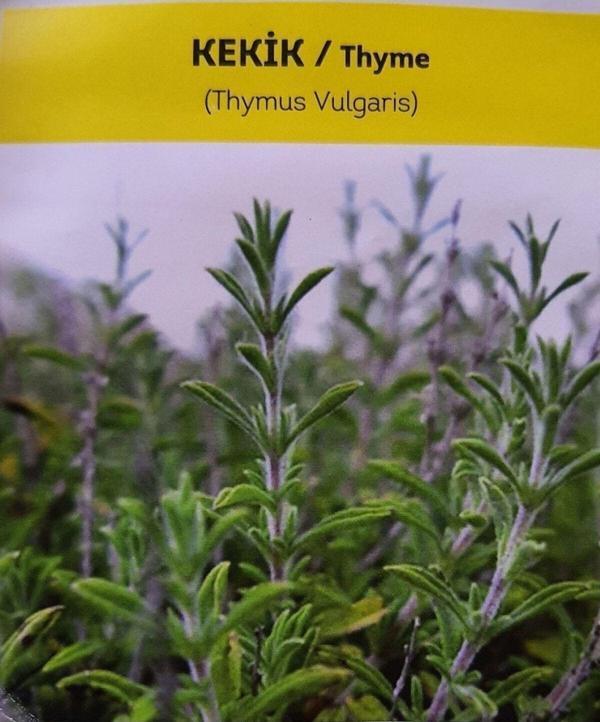 Agrodal Tarım Ata Tohumu Yerli Doğal Kokulu Kekik Tohumu Yaklaşık 1 Gr Tohum - Image 1