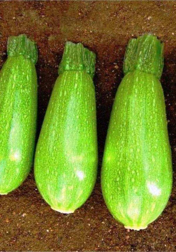 Agrodal Tarım Ata Tohumu Yerli Dolmalık Ampul Kabak Kumsal 20 Adet Doğal Tohum - Image 1